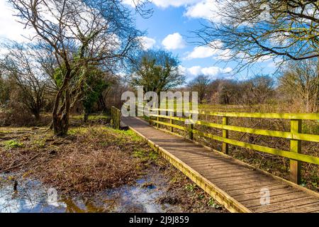 Passerella in legno sull'acqua alla Riserva Naturale comune di Oughtonhead a Hitchin, Hertfordshire, Regno Unito Foto Stock