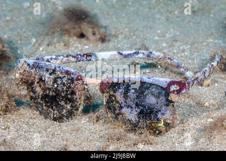 Un paio perso di occhiali da sole sono stati sul fondo abbastanza a lungo per la crescita di alghe e alghe per iniziare a coprirli, Maui, Hawaii. Foto Stock