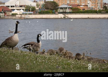 Southport, Lancashire, Regno Unito. 23rd maggio 2022. Famiglia del Canada oche sul bordo del lago a SOuthports Marine Lake Credit: PN News/Alamy Live News Foto Stock