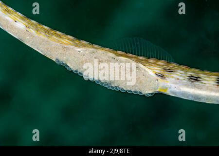 Questo pesce piebè maschio giallo scricchiolato, Corythoichthys sp, sta tenendo le uova di una femmina sul suo lato inferiore, Yap, Micronesia. Si tratta di una specie senza nome Foto Stock