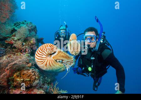 Chambered Nautilus Nautilus Pompilio e divers (MR). Palau, Micronesia. Foto Stock