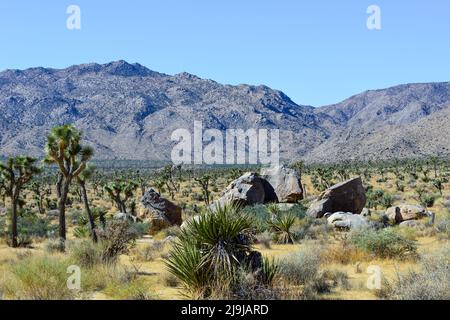 L'albero unico di Joshua con il suo tronco peloso e grappoli spiky tra i massi del Parco Nazionale di Joshua Tree, nel deserto di Mojave, nel sud Foto Stock
