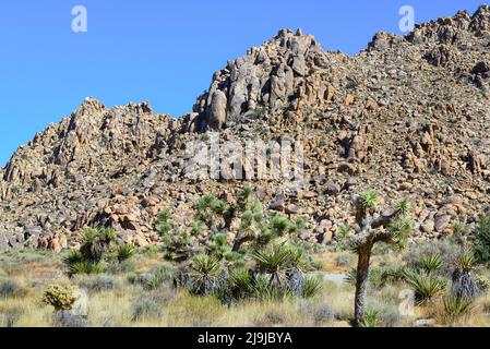 L'albero unico di Joshua con il suo tronco peloso e grappoli spiky tra i massi del Parco Nazionale di Joshua Tree, nel deserto di Mojave, nel sud Foto Stock