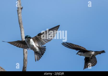 Tree Swallows (Tachycineta bicolore) in volo, Carburn Park, Calgary, Alberta, Canada Foto Stock