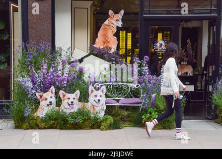 Londra, Regno Unito. 23rd maggio 2022. Una donna cammina davanti a un'esposizione di fiori con corgis di cartone al di fuori del negozio Jo Malone su Sloane Street durante la mostra di arte floreale gratuita Chelsea in Bloom. Negozi, hotel e ristoranti nell'area di Chelsea a Londra partecipano al concorso annuale e il tema 2022 è "icone britanniche". Credit: SOPA Images Limited/Alamy Live News Foto Stock