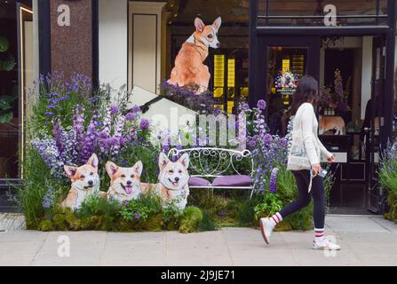 Londra, Regno Unito. 23rd maggio 2022. Una donna cammina davanti a un'esposizione di fiori con corgis di cartone al di fuori del negozio Jo Malone su Sloane Street durante la mostra di arte floreale gratuita Chelsea in Bloom. Negozi, hotel e ristoranti nell'area di Chelsea a Londra partecipano al concorso annuale e il tema 2022 è "icone britanniche". (Foto di Vuk Valcic/SOPA Images/Sipa USA) Credit: Sipa USA/Alamy Live News Foto Stock