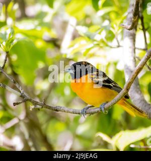 un maschio baltimore oriole, itterus galbula Foto Stock