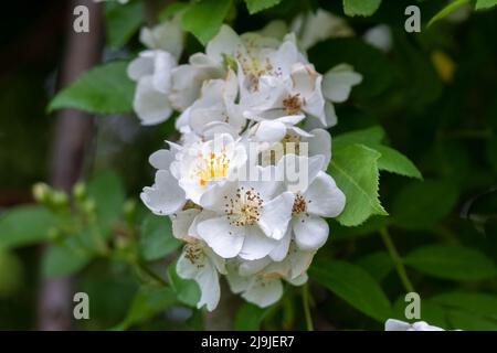 Fiori primaverili della bella ma invasiva rosa Multiflora (Rosa multiflora). Raleigh, Carolina del Nord. Foto Stock