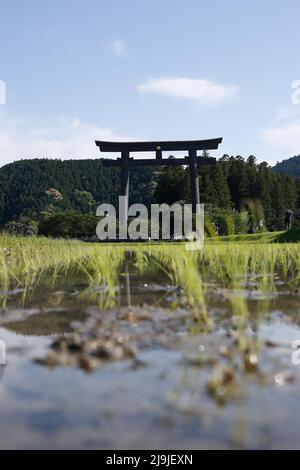 1 Honggucho Hongu, Tanabe, Wakayama, Giappone, 2022/02/05 , Oyunohara, complesso di Shinto che si allagò nel 1889, lasciando una porta Torii tra alberi famosi per gli spri Foto Stock