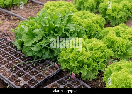 Lattuga verde fresca che cresce in serra. Piantine vegetali. Foto Stock