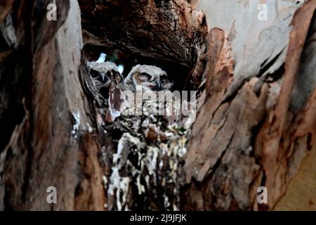 Grande gufo ornato - Bubo virginianus Foto Stock