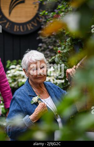Il Chelsea Flower Show è tornato dopo tre anni a causa della pandemia. Sembra fantastico, con tutti i giardini e le esposizioni di fiori. Una festa floreale per gli occhi. Queste foto sono state scattate durante il giorno della stampa. Foto : Dame Judi Dench Foto Stock