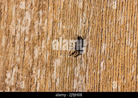 Primo piano di Tan saltando ragno in Oklahoma Foto Stock