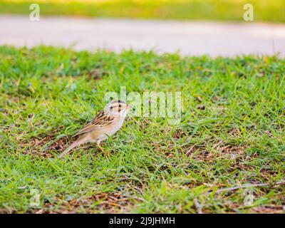 Primo piano di un piccolo passero in Oklahoma Foto Stock