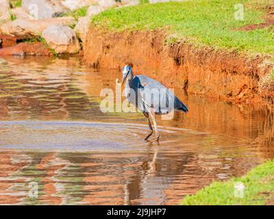 Primo piano di Great blue heron che cattura il pesce in Oklahoma Foto Stock