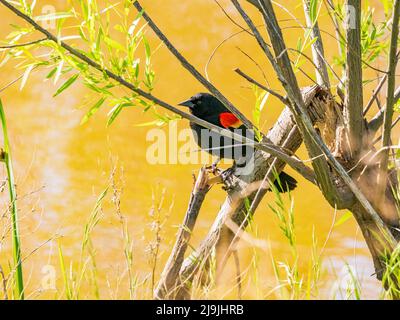 Primo piano di Blackbird ad alare rossa in Oklahoma Foto Stock