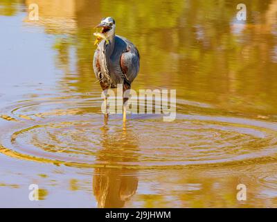 Primo piano di Great blue heron che cattura il pesce in Oklahoma Foto Stock