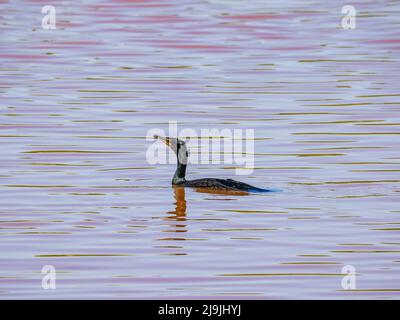 Primo piano di cormorano a doppio crestato in Oklahoma Foto Stock