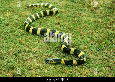 Il krait a bande è una specie di serpente elagido che si trova nel subcontinente indiano, nel sud-est asiatico e nella Cina meridionale. Foto Stock