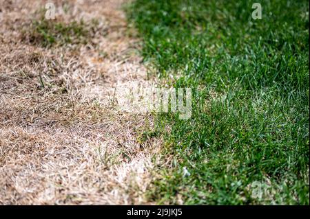 Distinzione visibile tra prato sano e erba bruciata chimica. Foto Stock