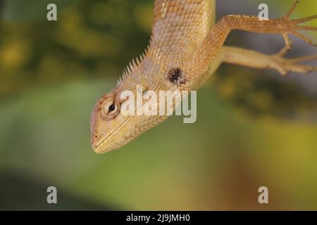 Le lucertole sono un gruppo diffuso di rettili di squamate, con oltre 6.000 specie, che vanno in tutti i continenti tranne l'Antartide. Foto Stock