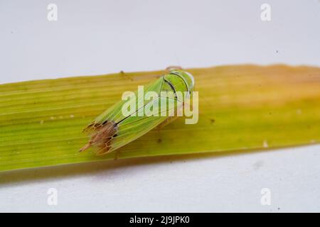 La Siphanta acuta (nota anche come Fish Moth) è un insetto che alimenta piante della famiglia Flatidae; questa specie di plantopper si trova in varie parti della Th Foto Stock