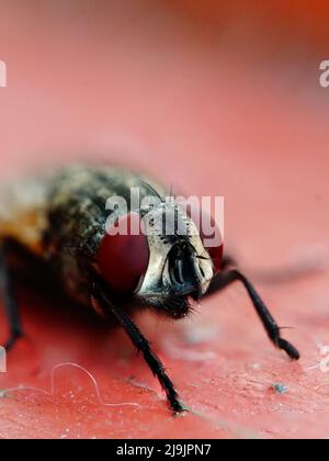 pochi insetti volano, cavallette e afidi Foto Stock