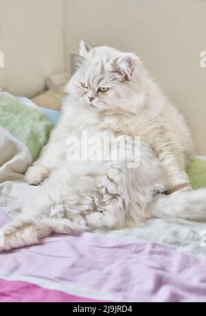 Gatto bianco britannico longhair si siede nel letto Foto Stock