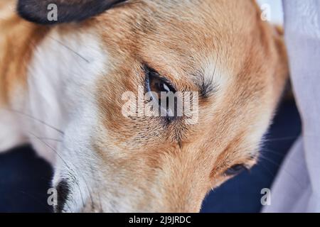 Carino cane rosso con occhi tristi, occhio primo piano Foto Stock