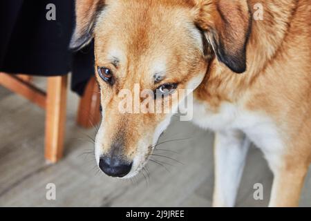 Carino cane rosso con occhi tristi sta in piedi nella stanza sul pavimento e in attesa del proprietario Foto Stock
