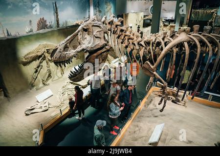 DRUMHELLER, ALBERTA - Maggio, 2022 - scheletro di Albertosaurus mostrato come running Foto Stock