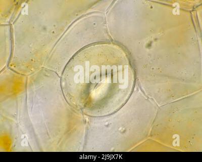 Stoma su petalo orchidea al microscopio, campo di vista orizzontale è di circa 121 micron Foto Stock