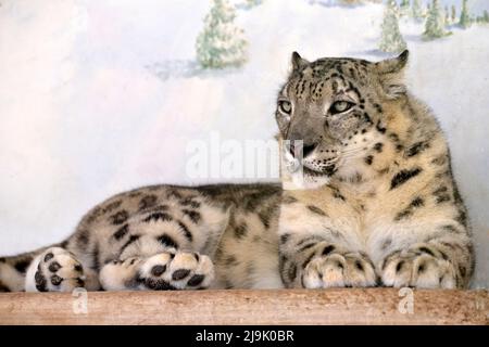 leopardo di neve (Panthera uncia), noto anche come l'oncia, giacente sulla plancia Foto Stock