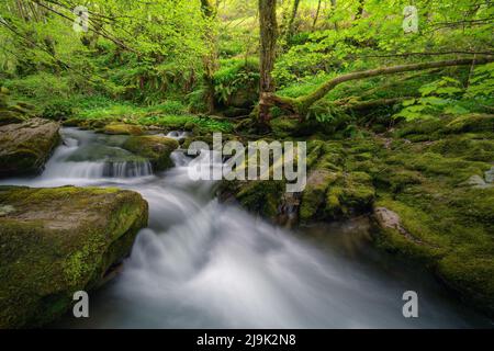 Rocce e grandi alberi attraversati da un torrente d'acqua in Navia de Suarna Ancares Galizia Foto Stock