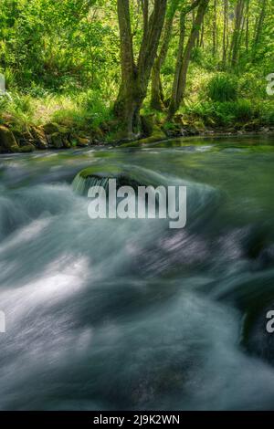 L'acqua di un fiume scorre sulle rocce e sotto i secolari querce in Cervantes Ancares Galizia Foto Stock