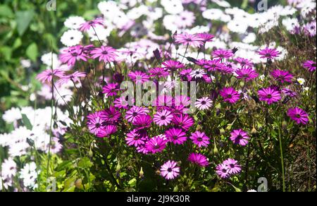 Fiori di osteosperma rosa e viola Foto Stock