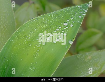 Primo piano di perle di acqua piovana su una foglia di agave verde (Agave attenuata) Foto Stock