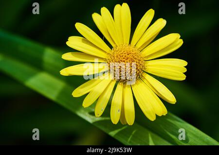 Grande leopardo di rovina, doronicum pardalianches, yelllow petalled fiore. Foto Stock
