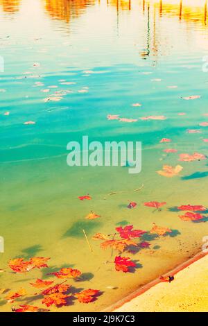 Autunno foresta lago acqua paesaggio. Foglie di faggio autunnale. Foto Stock