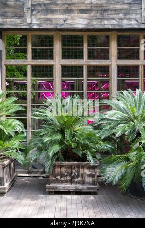 La palma di Cycas in un grande piantatore di legno su una parete di vetro dell'edificio. Giungla urbana. Foto Stock