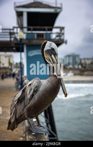 Pelican marrone, Pelecanus occidentalis in piedi sul Molo Oceanside Foto Stock