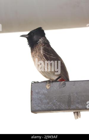 UCCELLO BULBUL ROSSO-VENTILATO Foto Stock