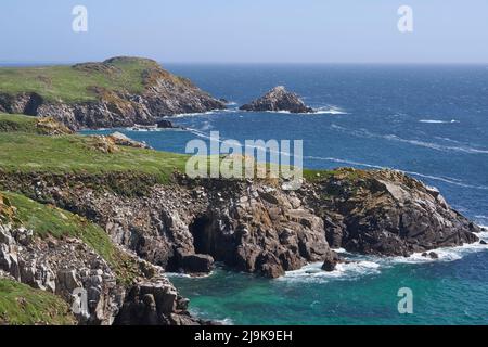 Primavera sulla costa di Great Saltee Island in Irlanda. Foto Stock