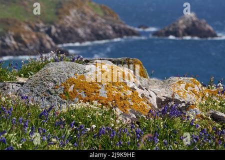 Primavera sulla costa di Great Saltee Island in Irlanda. Foto Stock