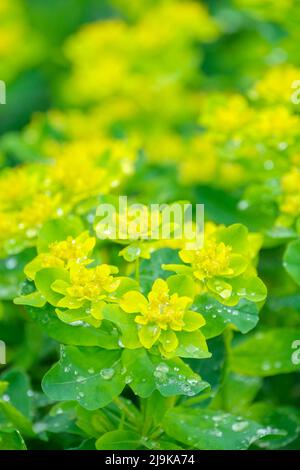 Policroma Euphorbia, spurga con cuscino, spurga cromata. Fiori gialli-dorati luminosi, su un cuscino di foglie verdi chiare. Foto Stock