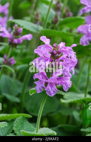 Stachys macrantha 'superba', Stachys grandiflora 'superba', betony 'superba'. Felpa con fiori rosy-purple profondi in punte dense. Foto Stock