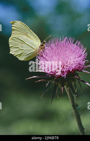 la farfalla di pietra di brimstone comune alimenta del nettare di un fiore di cardo di latte Foto Stock