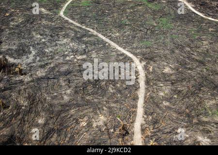 Deforestazione della foresta amazzonica. Pezzo di terra bruciato a terra. Ambiente, ecologia, concetti climatici. Foto Stock