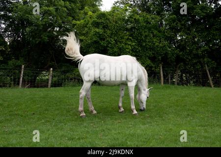 Un cavallo grigio che ruota la coda, Warwickshire, Regno Unito Foto Stock