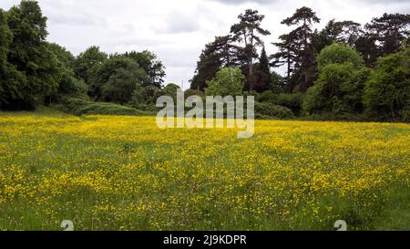 Saltisford comune in primavera comprese le farfalle, Warwick, Warwickshire, Regno Unito Foto Stock